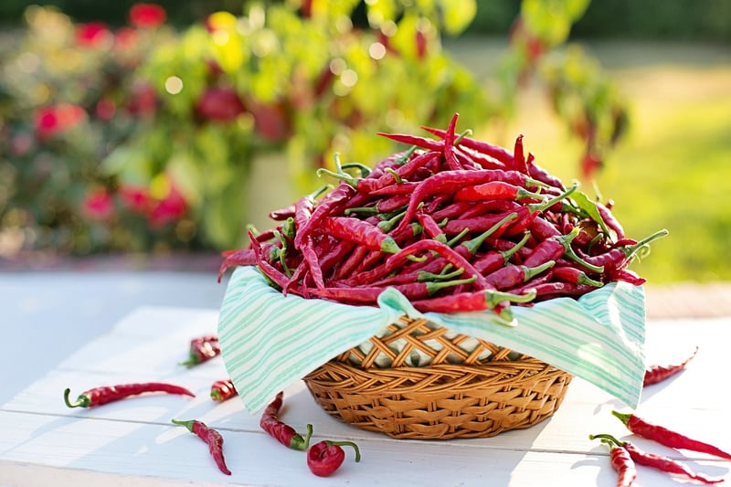 Chili Pepper